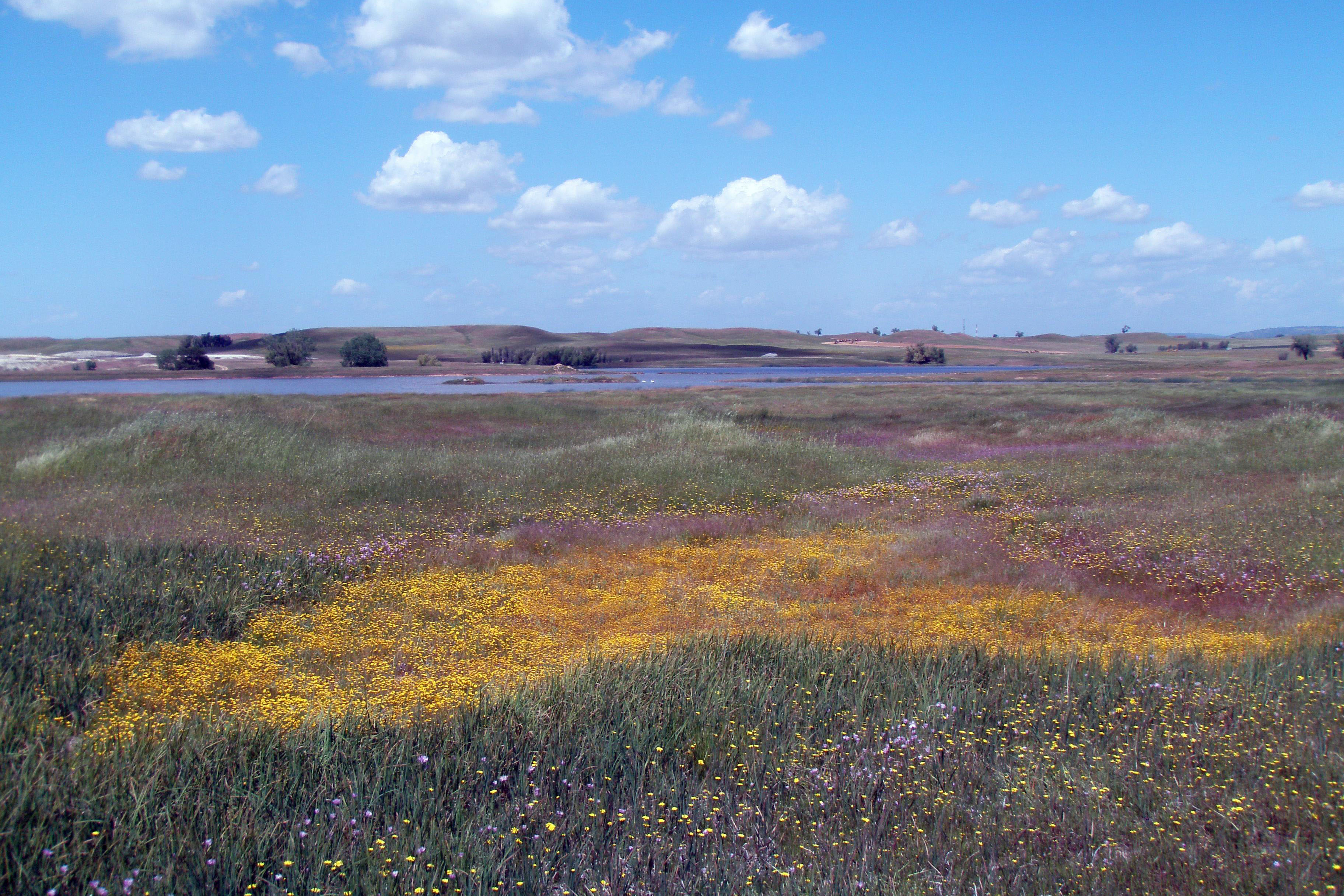 Short multicolored flowers cover a large field